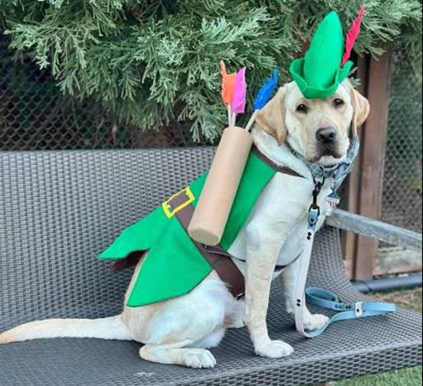 The Legend of Robinhood: How a Golden Retriever Became the Internet's Furriest Folk Hero